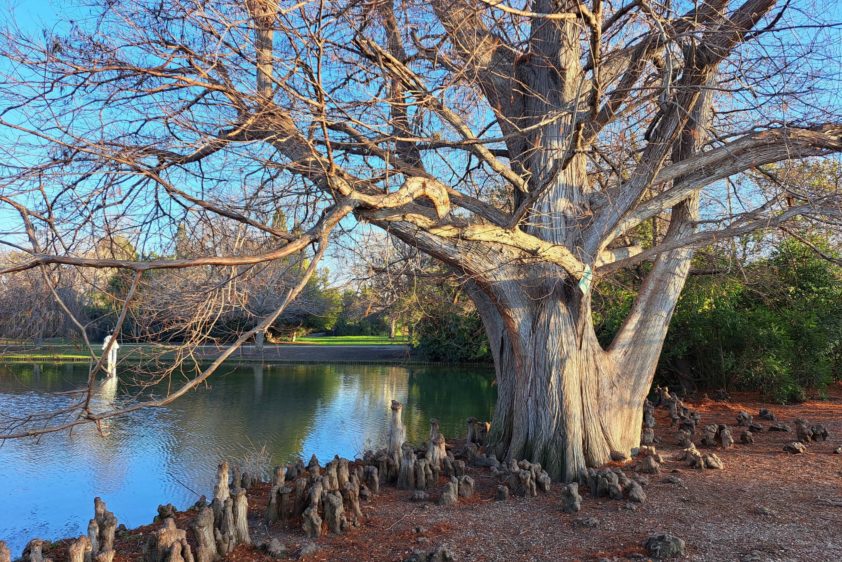 Arbre enraciné et ancré
