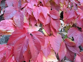 Belles couleurs automnales