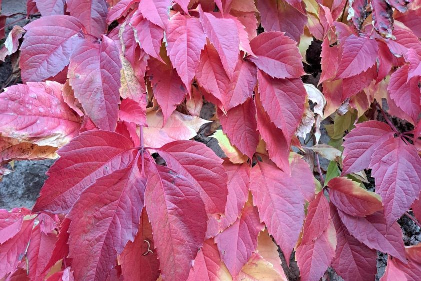 Belles couleurs automnales