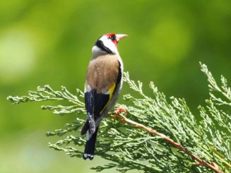 D'où vient l'expression d'être comme un canari dans une mine de charbon?